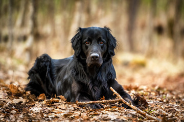 A black Golden retriever and Newfoundland mixed-breed dog emphatically terrorizing a stick in the woods.