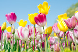 Tulip festival in Istanbul