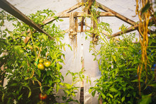 Tomatoes Growing In Greenhouse