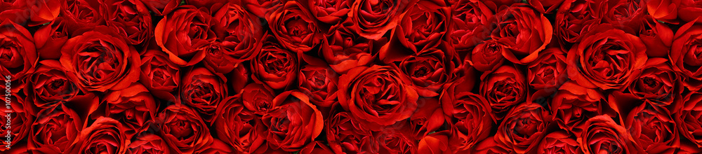 Red roses in a panoramic image - obrazy, fototapety, plakaty 