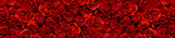 Red roses in a panoramic image