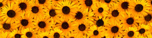 Large Yellow Rudbeckia In A Panoramic Image