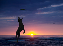 Dog Is Playing With Disc On The Beach At Sunset