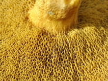 Closeup On The Spongy Pores On A Bolete Fungus