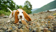 Basset Hound puppy playing on a rocky shore