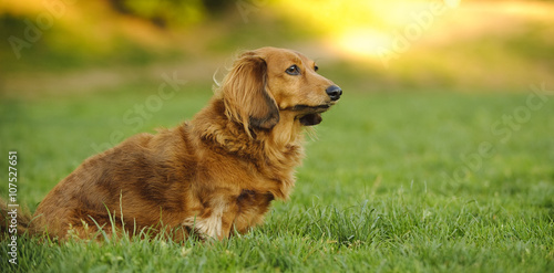 Long Haired Miniature Dachshund Sitting In Grassy Park Buy This
