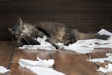 Big gray cat playing with the toilet paper on the floor. Cat fluffy. Paper crumpled, torn 