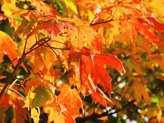 Colourful Autumn Leaves.