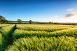 Cornish Barley Field