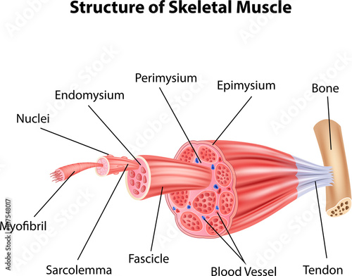 Fotografia, Obraz  Illustration of Structure Skeletal Muscle Anatomy