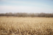 closeup photo of dry gras on rural field in early spring with forest behind, shallow focus