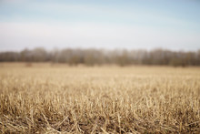 Closeup Photo Of Dry Gras On Rural Field In Early Spring With Forest Behind, Shallow Focus