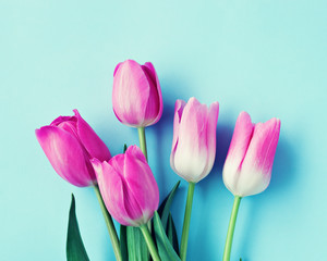 Wall Mural - Pink tulips over turquoise background