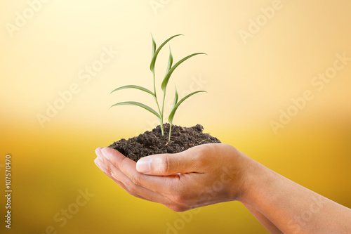 Fotografia, Obraz Human hand holding plant with soil on blurred abstract sunset background