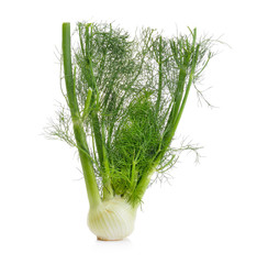 Wall Mural - fennel on white background