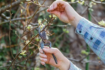 Man prune branch at spring outdoor