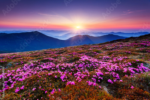 Fototapeta na wymiar Górski krajobraz - kwiatowe pole z różanecznika