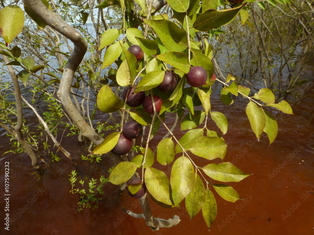 Camu camu fruit (Myrciaria dubia) on the tree, on the banks of the Amazon,  Brazil Stock Photo | Adobe Stock