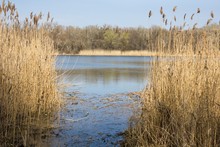  River With High Dry Grass