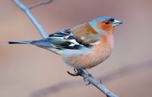 Common Chaffinch On The Branch