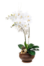 Floral Arrangement From Artificial Orchid Flowers.