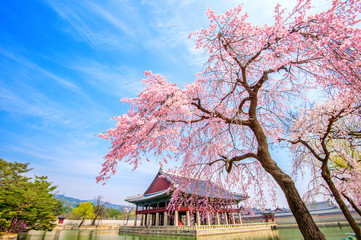 Wall Mural - Gyeongbokgung Palace with cherry blossom in spring,South Korea.