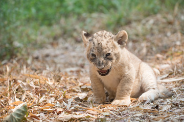 Sticker - cub of lion