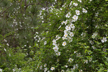 Mass Of Overgrown Cherokee Rose Flowers On Vine Growing Wild