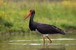 The black stork (Ciconia nigra) fishing in the shallow lagoon