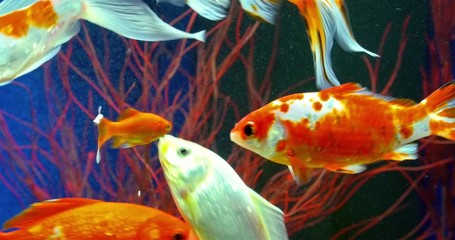 Canvas Print - Goldfish Swimming In Freshwater Aquarium