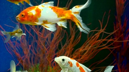 Canvas Print - Goldfish Swimming In Freshwater Aquarium