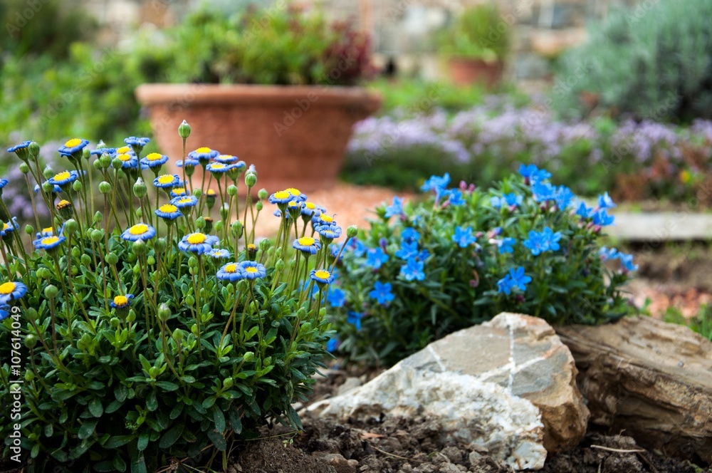 giardino roccioso con margherite azzurre - obrazy, fototapety, plakaty 