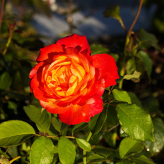 Wall Mural - Rose in the Summer.