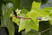 New Hedera Leaves (Hedera Helix)