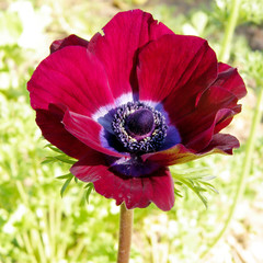 Wall Mural - Ramat Gan Park red Crown Anemone flower 2011