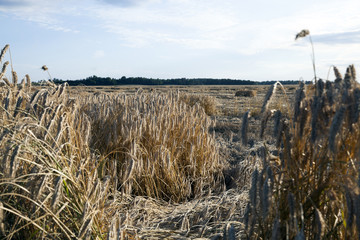 Field of cereal in the summer 