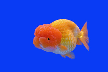 Wall Mural - ranchu or lion head goldfish