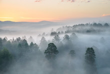Misty Dawn In The National Park Deer Streams