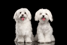 Two Happy White Maltese Dogs Sitting, Looking In Camera Isolated