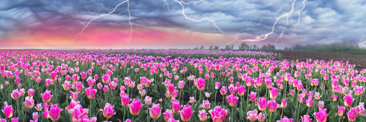 Field of tulips in Chernivtsi