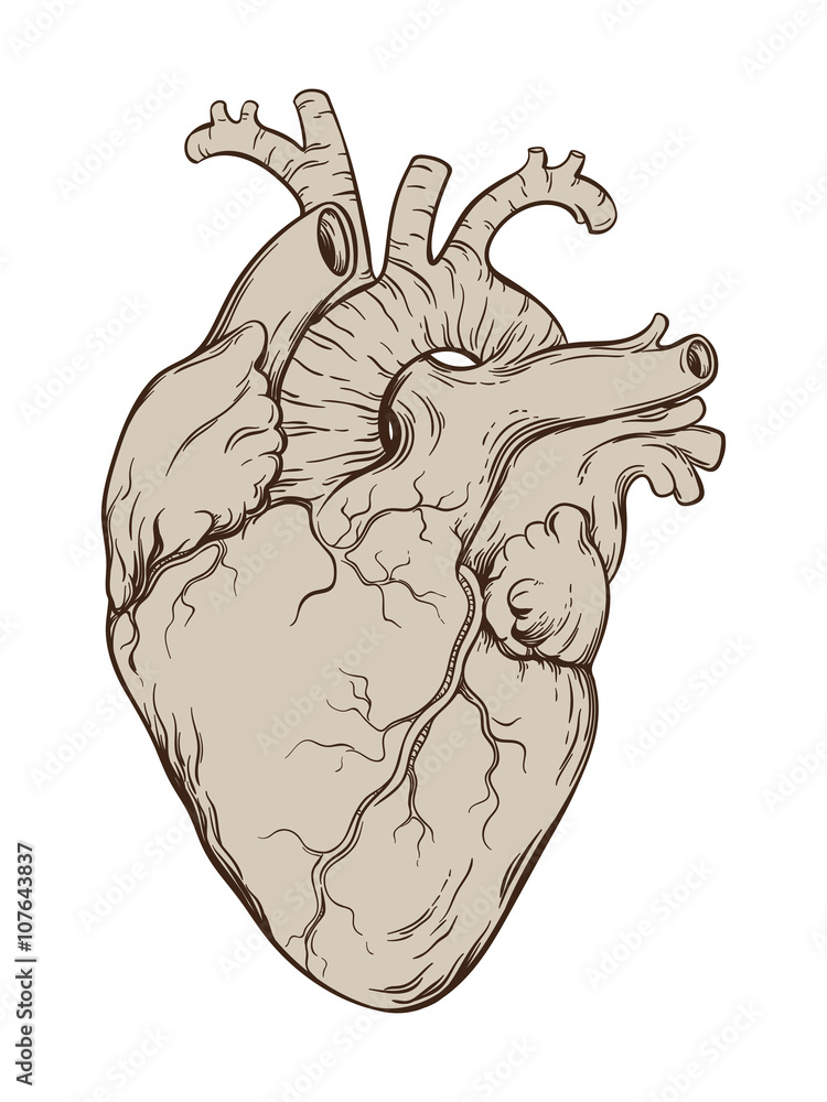 Hand drawn line art anatomically correct human heart. Isolated over ...