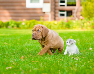 Bordeaux puppy dog and newborn kitten walking together on green