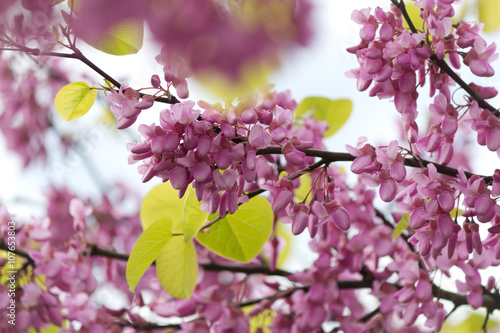 Fotografie, Obraz Beautiful pink purple Judas tree blossom branches with soft bokeh