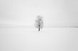 © rsooll - lonely tree ,  snow.