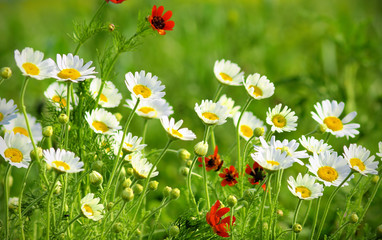 Fotomurales - Summer wildflowers