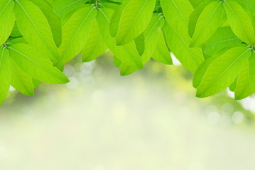 Wall Mural - Natural green leaves with blur bokeh and space for text, spring or ecology background