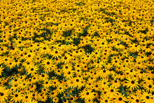 Field Of Yellow Daisies