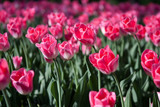 Fototapeta Tulipany - Beautiful colorful background from a lot of pink tulips
