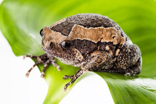 Bullfrog On Leaf Isolated On White Background