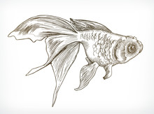 Gold Fish Sketches, Hand Drawing, Vector
